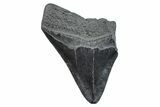 Partial, Fossil Megalodon Tooth - South Carolina #275405-1